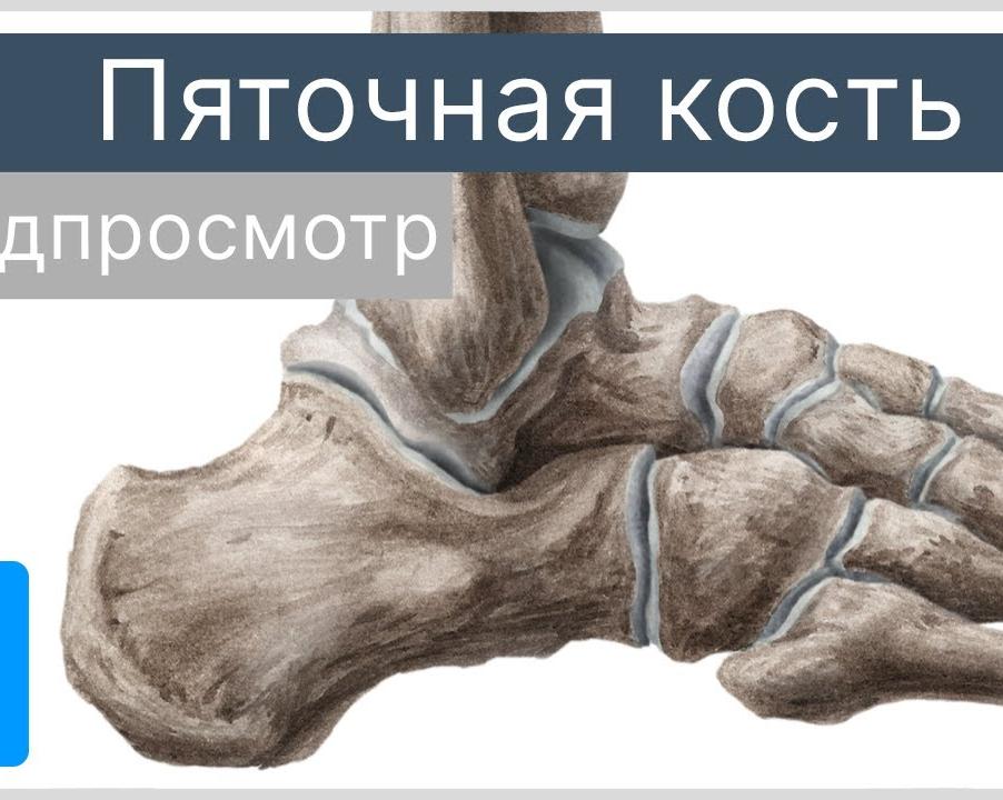 Можно ли давать кости собакам?</p>
<p>Вся правда и главные правила безопасности
