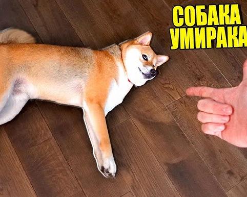 Найденная собака, что с тобой делать?