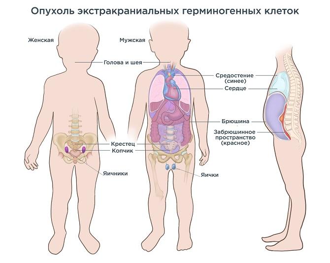 Опухоли собак