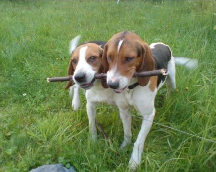 ПРИЕЗДКА ГОНЧИХ СОБАК. #охотасгончей#собака #животные #топ #hunting