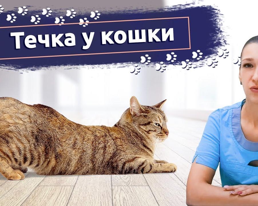 Первая течка у собаки: как сделать этот период комфортным для вашего питомца