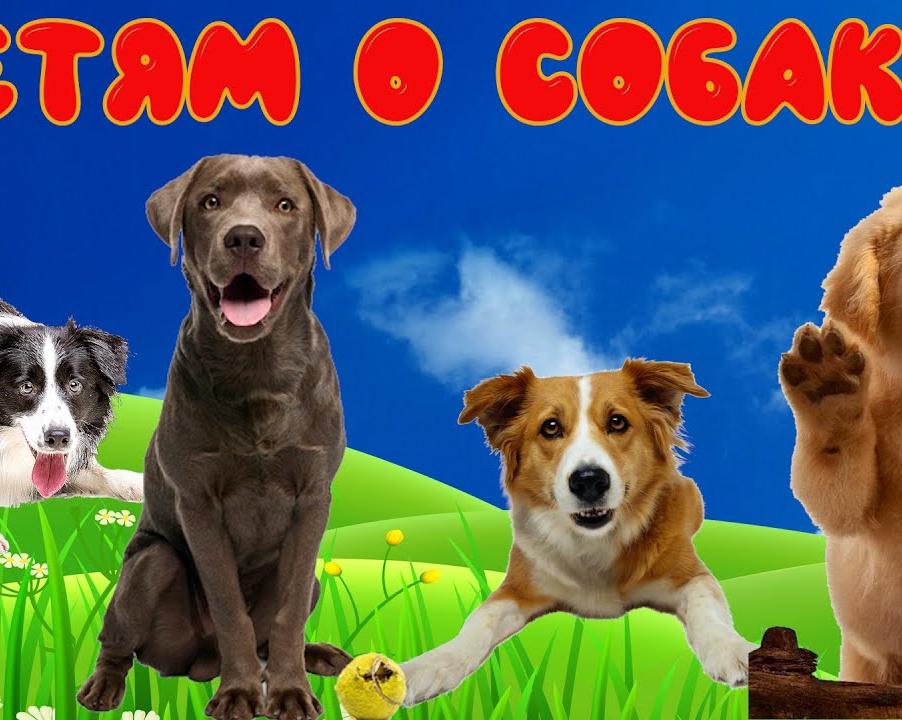 Собаки и салюты