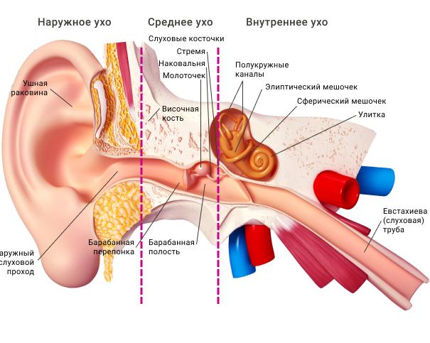 Спокойные уши, мягкий взгляд, радостный танец и еще десять признаков собачьего счастья