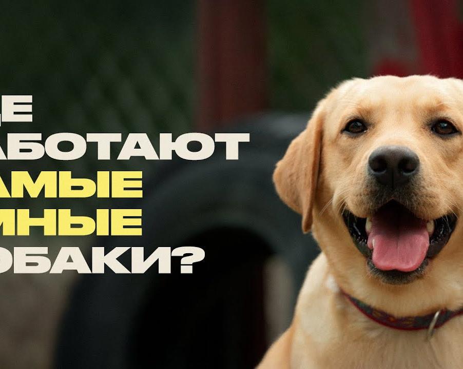 Стоит ли заводить собаку, если у вас уже есть кот?</p>
<p>Мифы и реальность