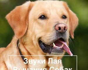 За лай и вой собак наказывают, а за бег детей и музыку нет.</p>
<p>Где логика? Размышления